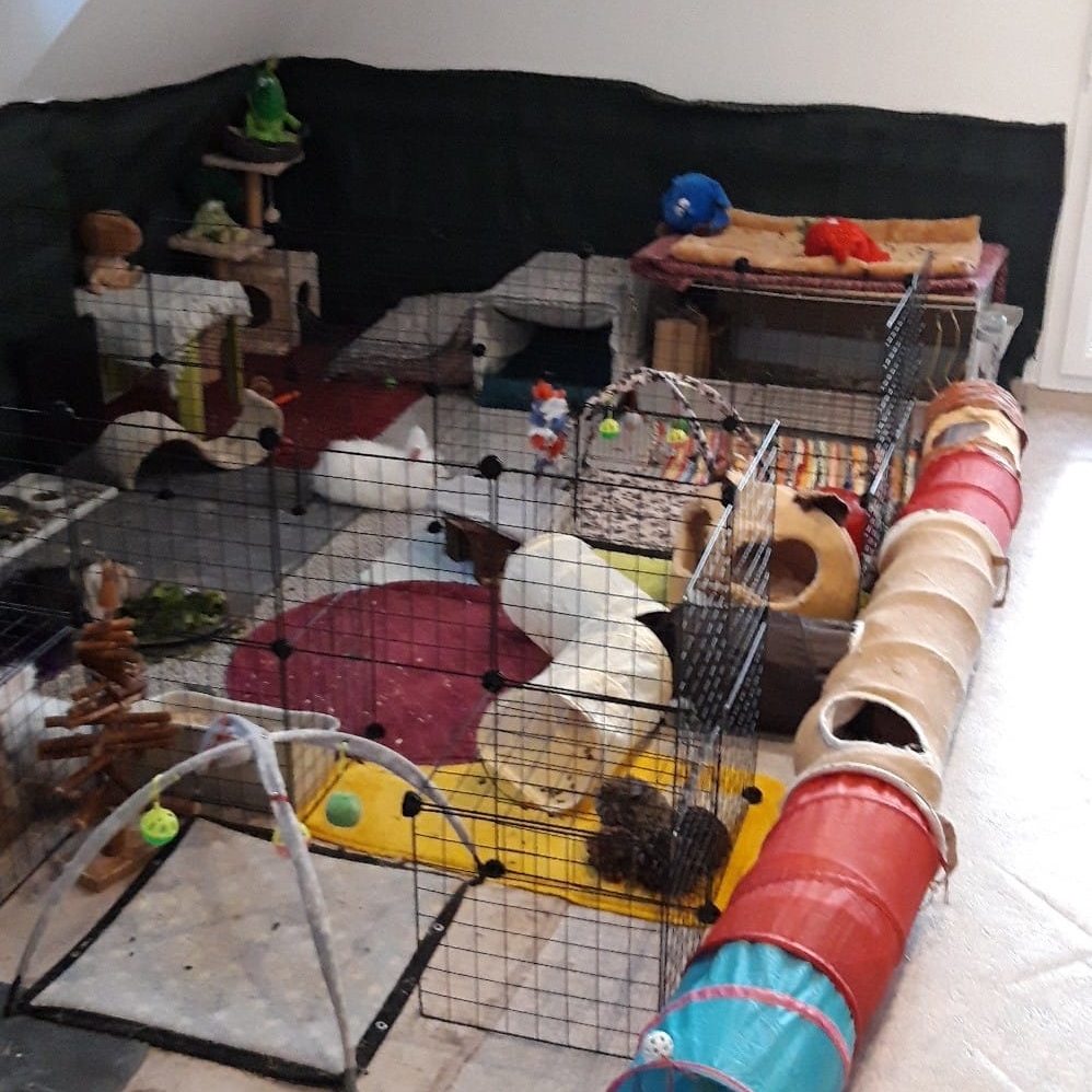 cavy colorée avec pleins de tapis et jouets pour lapin